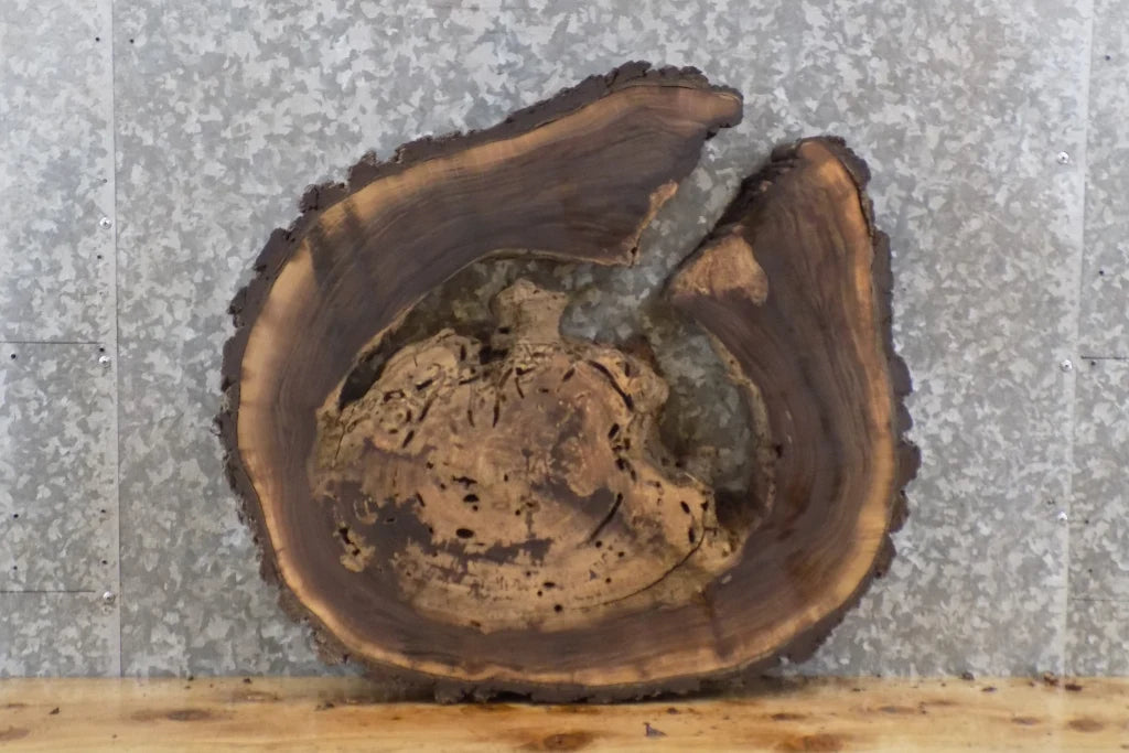 Live Edge Black Walnut Round Cut Coffee Table Top Slab 6412