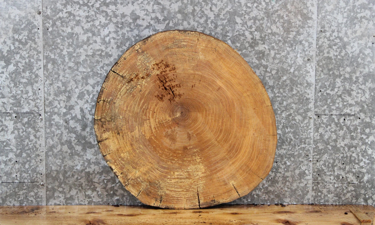 Live Edge Maple Circle Cut Round Slab, Wood Tree Slice 6413