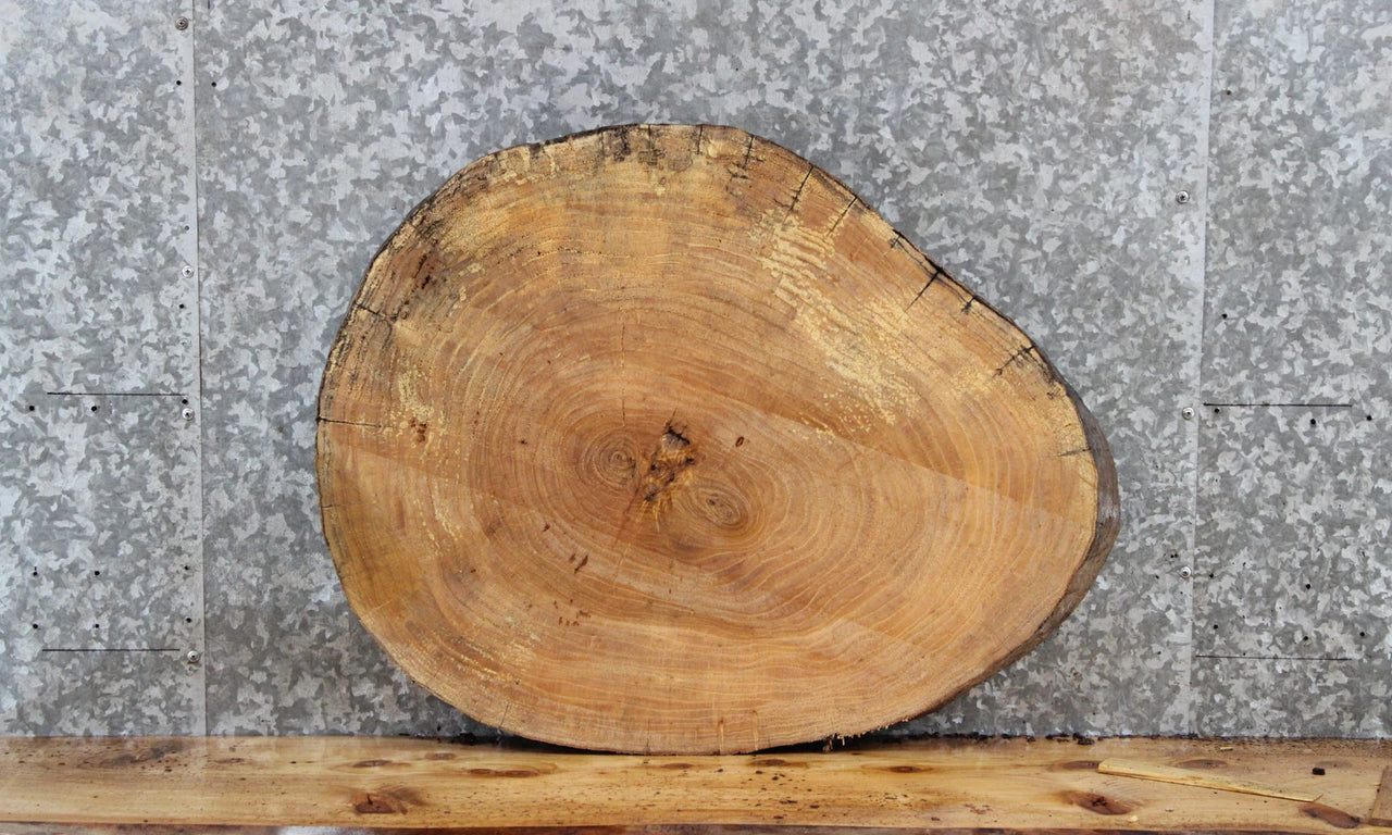 Live Edge Maple Tree Slice, Wood Round Cut Slab 6415