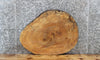 Thumbnail for Live Edge Maple Tree Slice, Wood Round Cut Slab 6415
