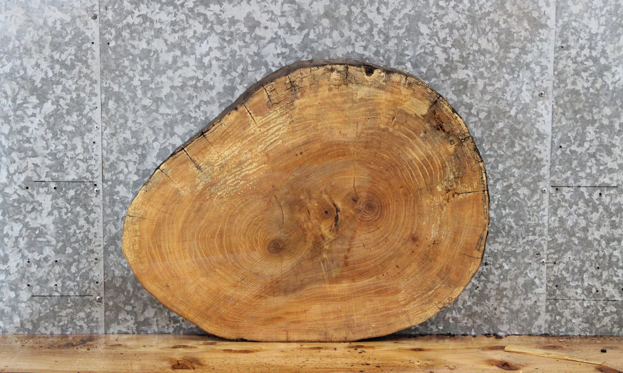 Live Edge Maple Tree Slice, Wood Round Cut Slab 6415