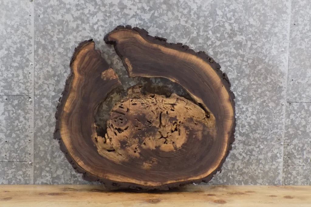 Live Edge Black Walnut Round Cut End/Coffee Table Top Slab 6416