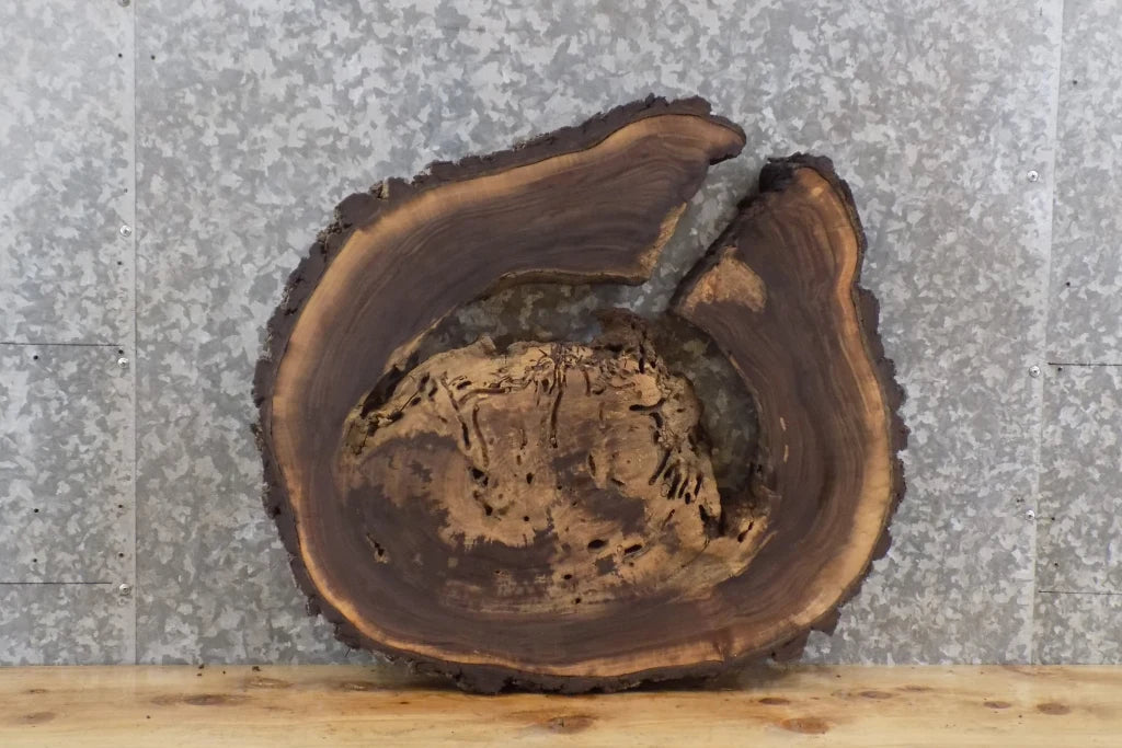 Live Edge Black Walnut Round Cut End/Coffee Table Top Slab 6416
