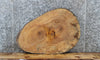 Thumbnail for Maple Live Edge Wood Tree Slice, Coffee Table Top Slab 6417