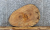 Thumbnail for Maple Live Edge Wood Tree Slice, Coffee Table Top Slab 6417