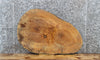 Thumbnail for Maple Live Edge Wood Tree Slice, Coffee Table Top Slab 6417