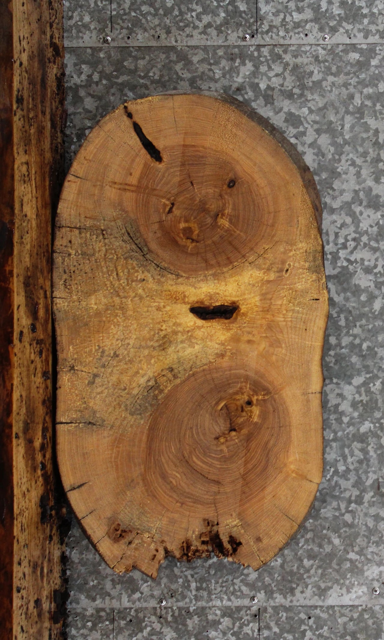 Live Edge Maple Oval Cut Taxidermy Mounts/Side Table Top 6423