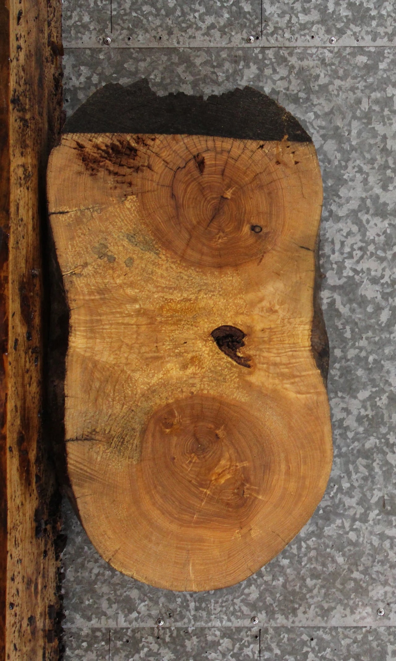 Live Edge Maple Oval Cut Taxidermy Mounts/Side Table Top 6423