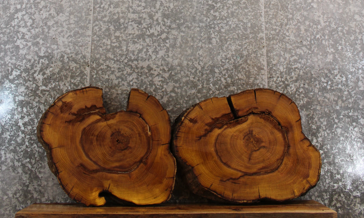 2- Live Edge Mulberry End Table Top/Taxidermy Mounts CLOSEOUT 6429-6430