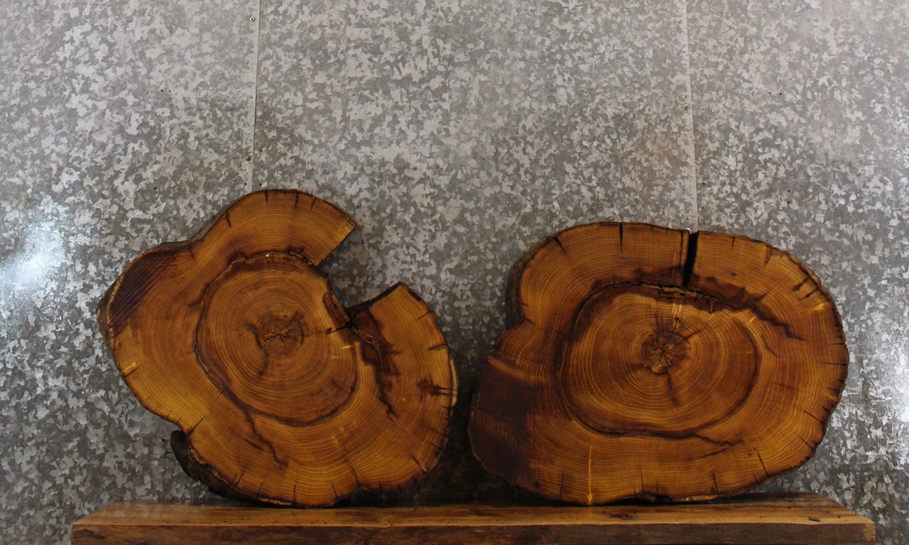 2- Live Edge Mulberry End Table Top/Taxidermy Mounts CLOSEOUT 6429-6430