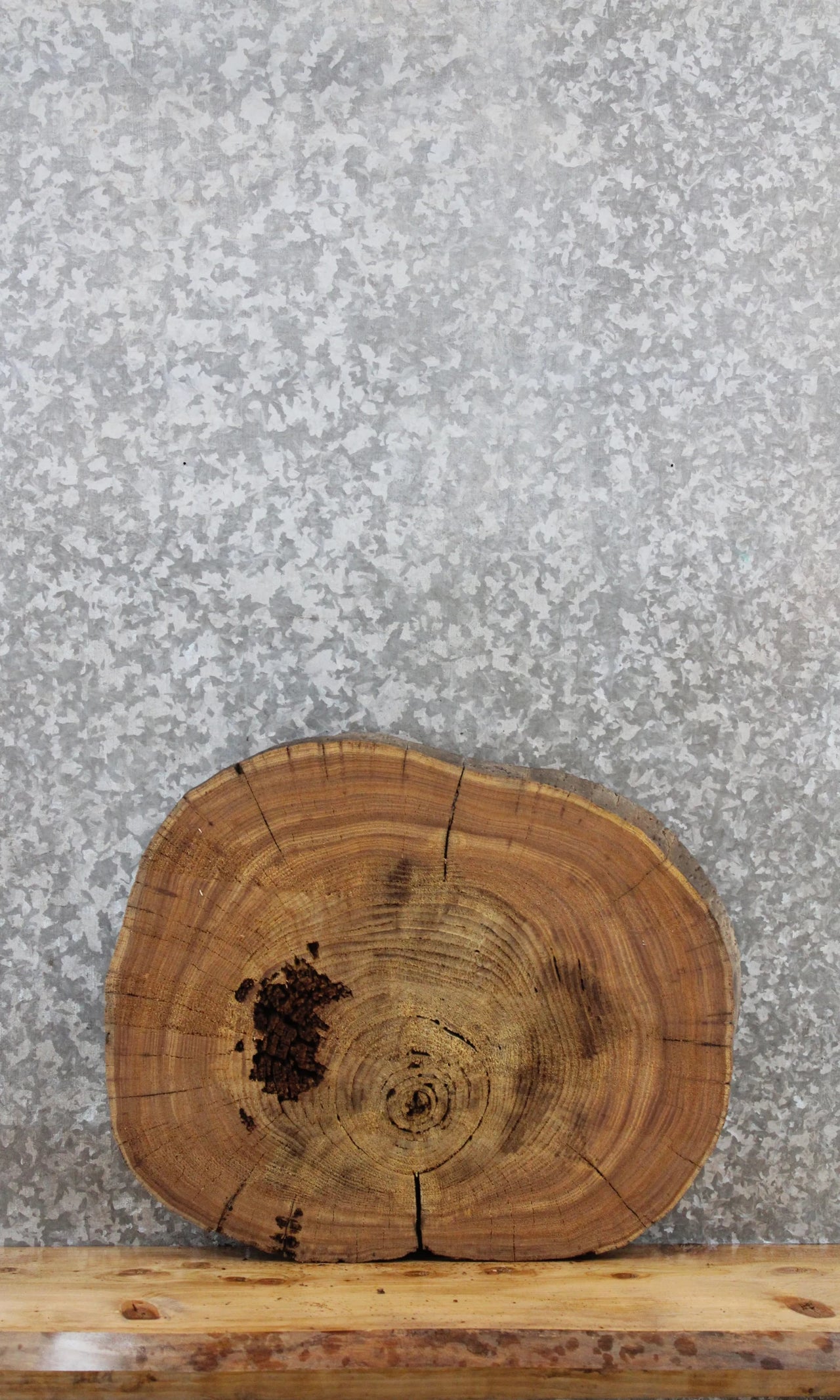 Elm Live Edge Wood Slab, Tree Slice, End Table Top 6451