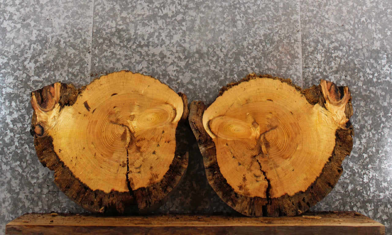 2- Live Edge Knotty Pine Tree Slice/End Table Tops CLOSEOUT 6459-6460
