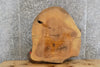 Thumbnail for Live Edge Tree Log Slice Ash Coffee/Side/End Table Top Slab 6466