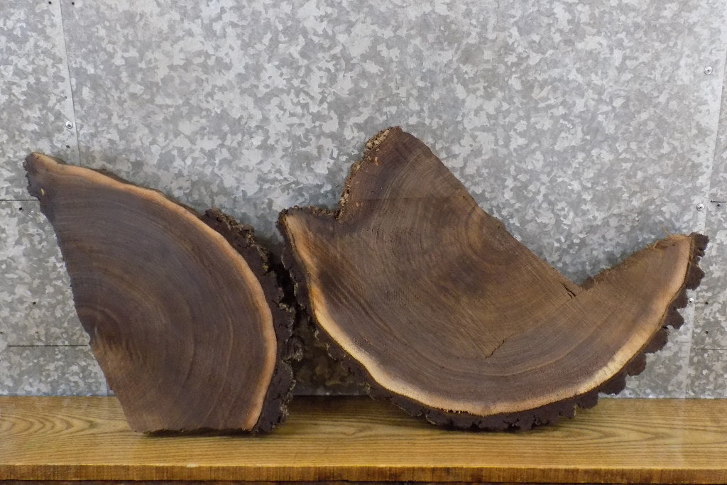 2- Live Edge Black Walnut Round Cut Split Board Slabs 6473