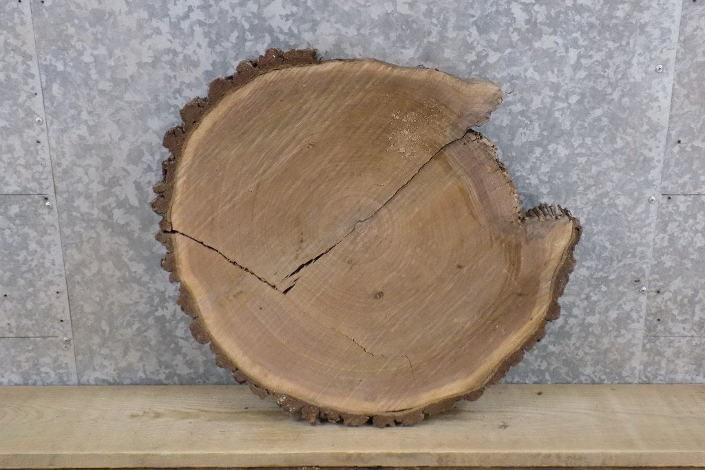 2- Live Edge Black Walnut Round Cut Split Board Slabs 6473