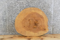 Thumbnail for Live Edge Round Cut Ash Side/Coffee/End Table Top Slab 6495