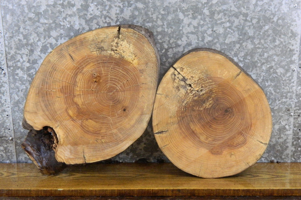 2- Salvaged Round Cut Live Edge Ash Clock Plaque Wood Slabs 6535-6536