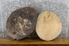 Thumbnail for 2- Salvaged Round Cut Live Edge Ash Clock Plaque Wood Slabs 6535-6536