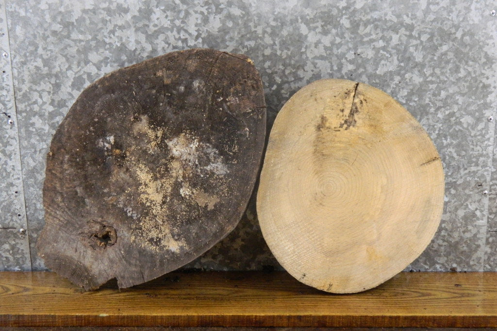 2- Salvaged Round Cut Live Edge Ash Clock Plaque Wood Slabs 6535-6536