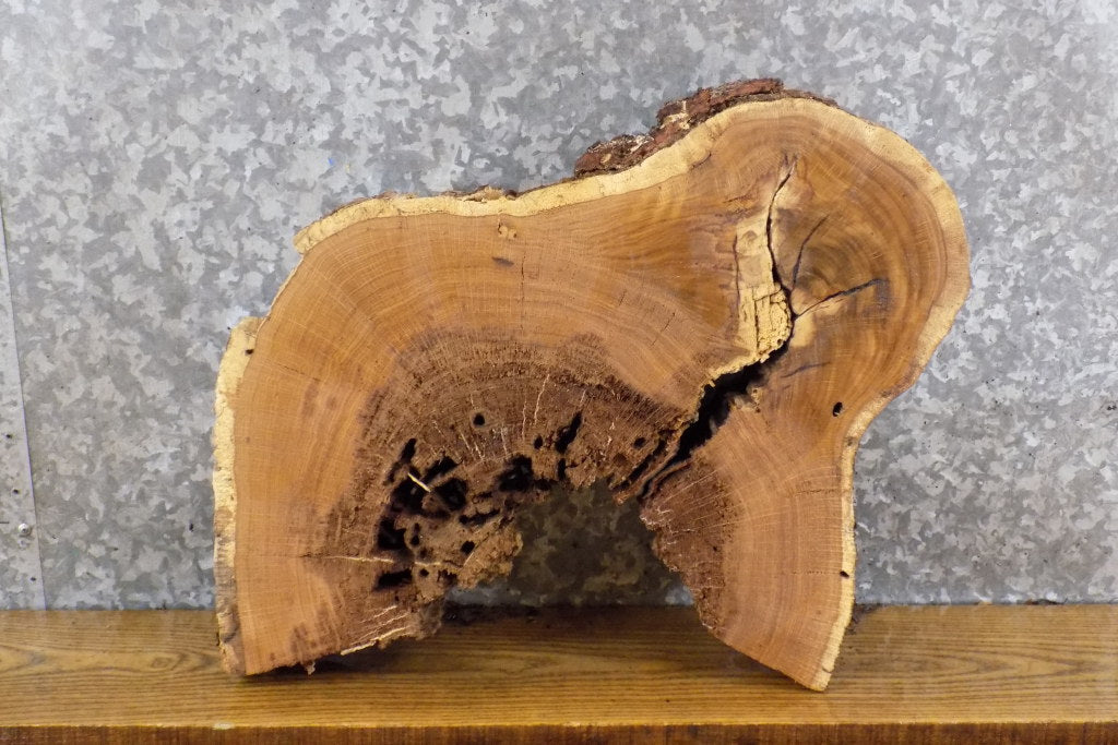 Live Edge White Oak Round Cut Epoxy Project Slab CLOSEOUT 6539