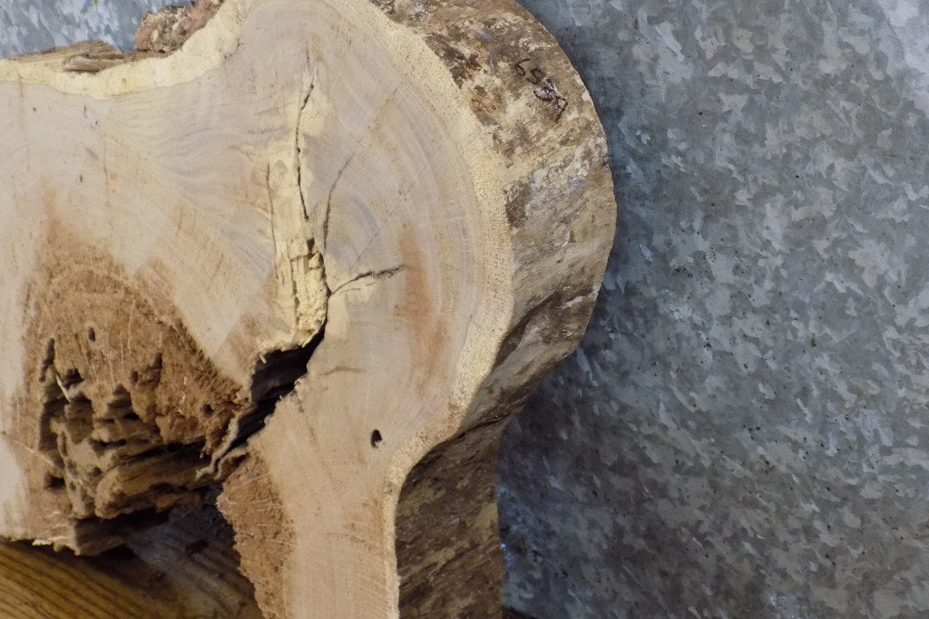 Live Edge White Oak Round Cut Epoxy Project Slab CLOSEOUT 6539
