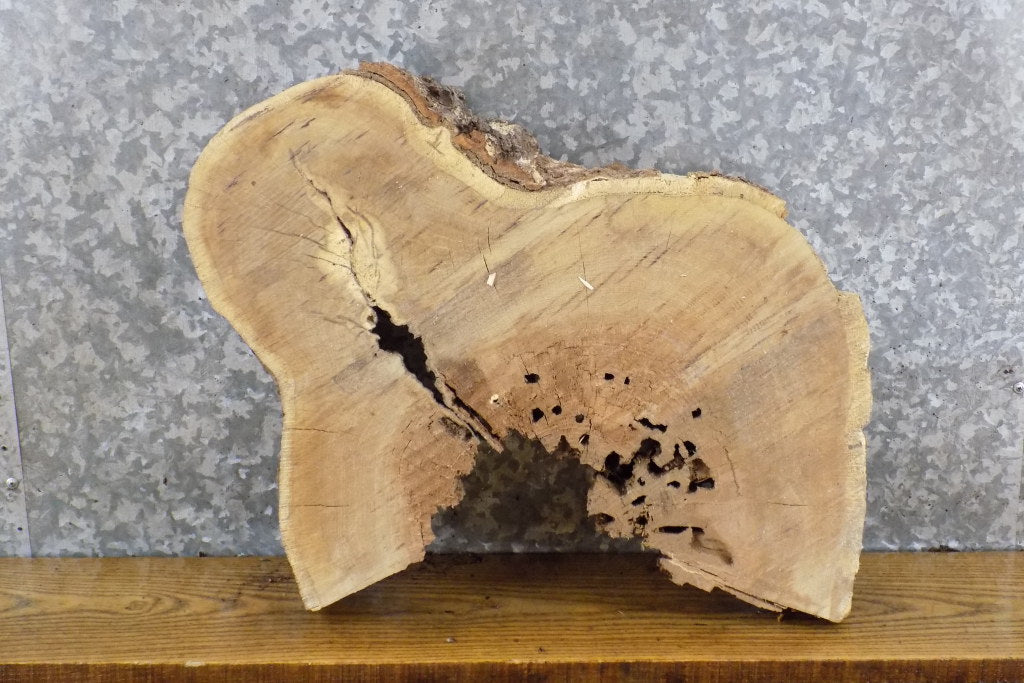 Live Edge White Oak Round Cut Epoxy Project Slab CLOSEOUT 6539