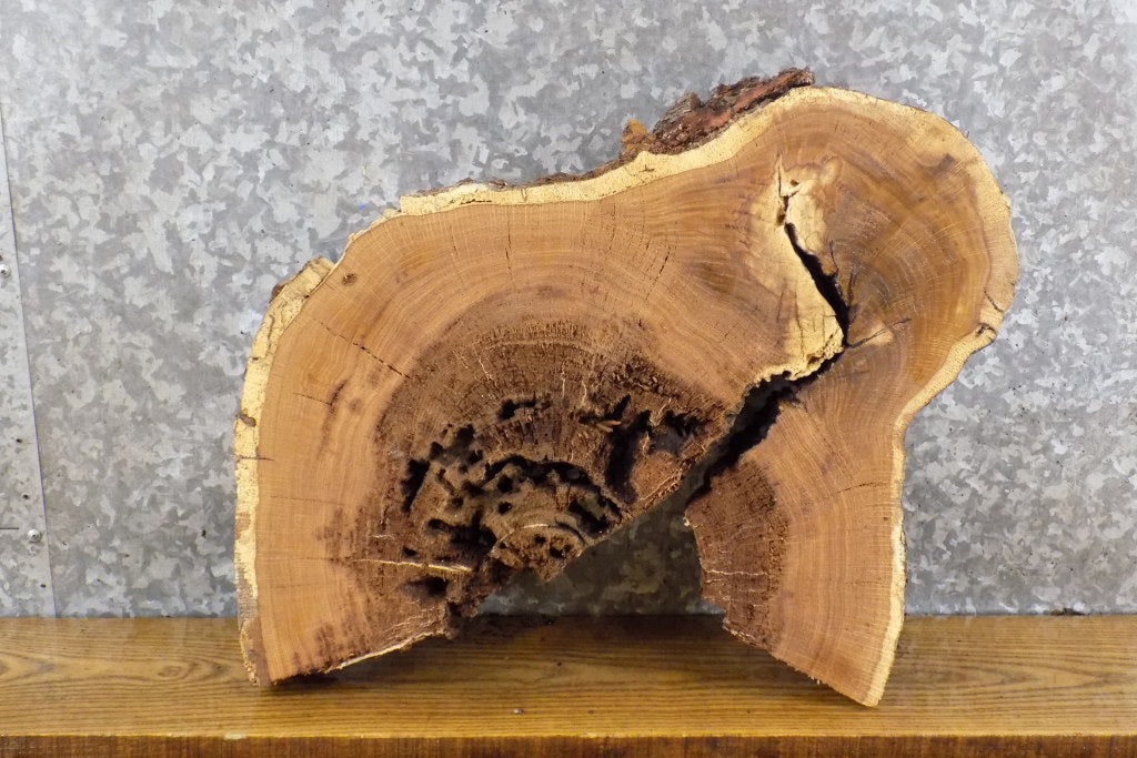 Live Edge White Oak Round Cut Epoxy Project Slab CLOSEOUT 6543