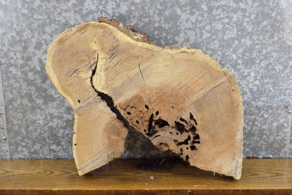 Live Edge White Oak Round Cut Epoxy Project Slab CLOSEOUT 6543