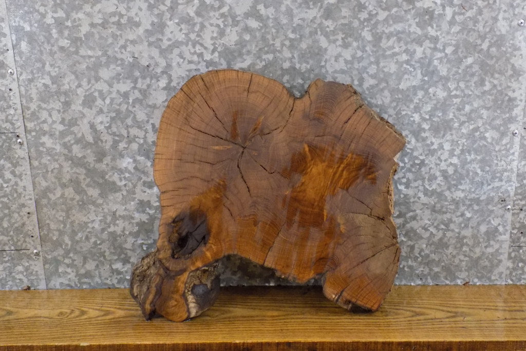 Live Edge Round Cut White Oak DIY Charcuterie Board/Slab 6587