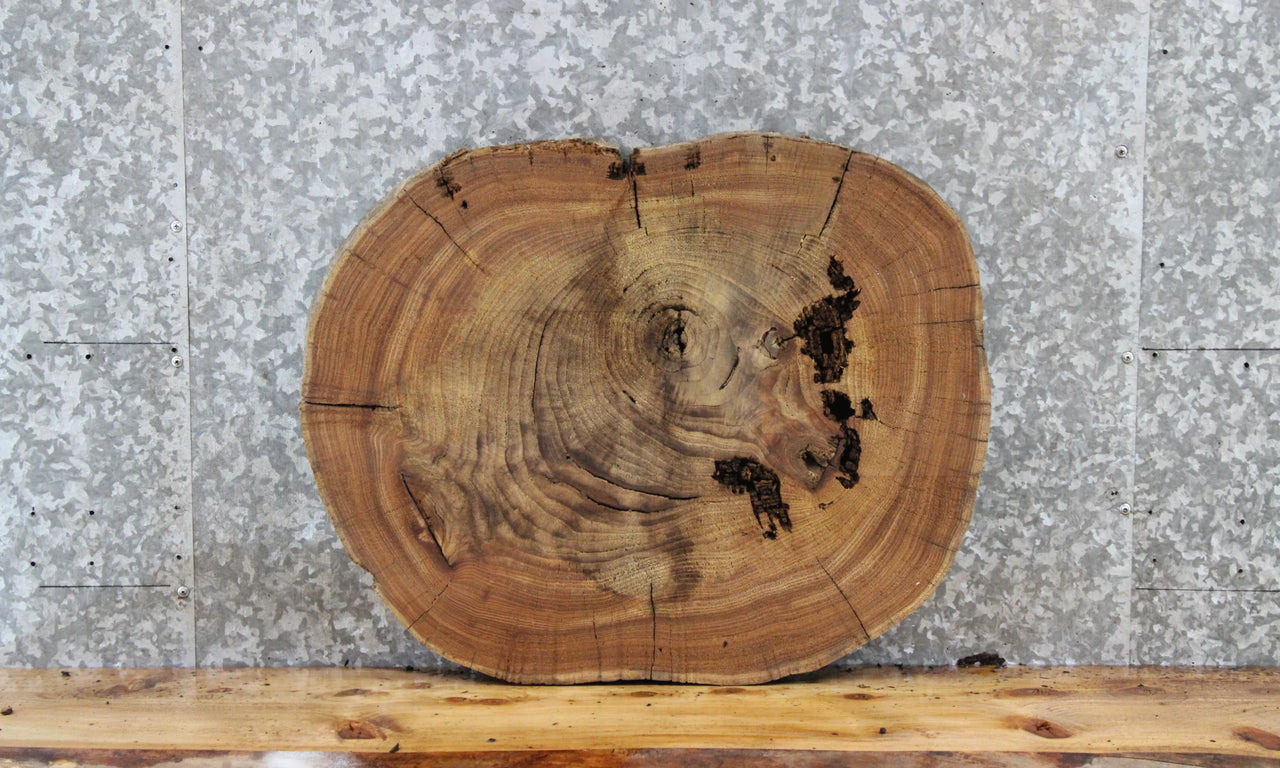 Live Edge Elm Slab, Circle Cut Wood Tree Slice, Epoxy Project 6590