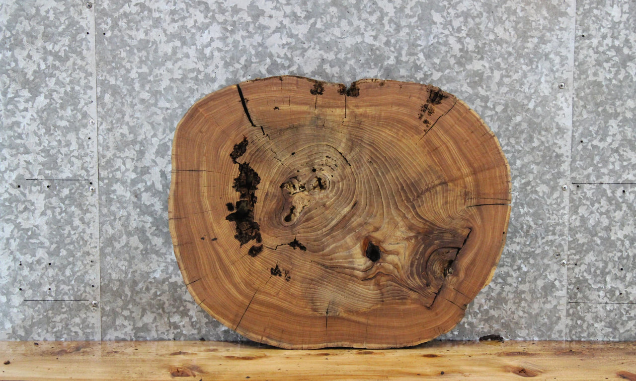 Live Edge Elm Slab, Circle Cut Wood Tree Slice, Epoxy Project 6590