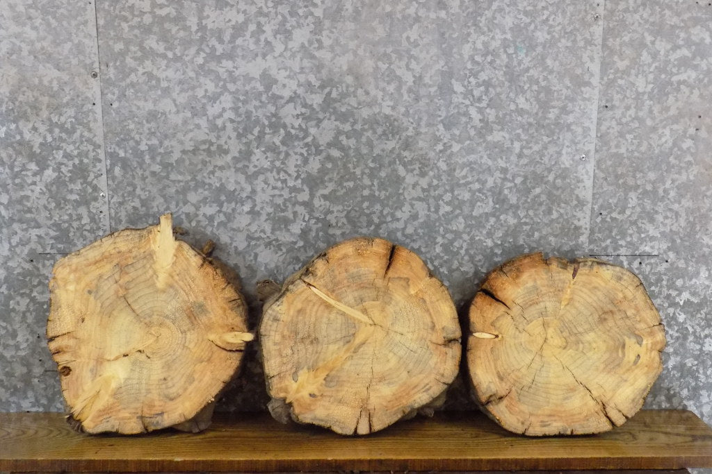 3- Rustic Round Cut Knotty Pine Live Edge Tree Slices 6644-6646