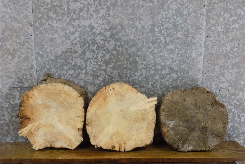 3- Rustic Round Cut Knotty Pine Live Edge Tree Slices 6644-6646