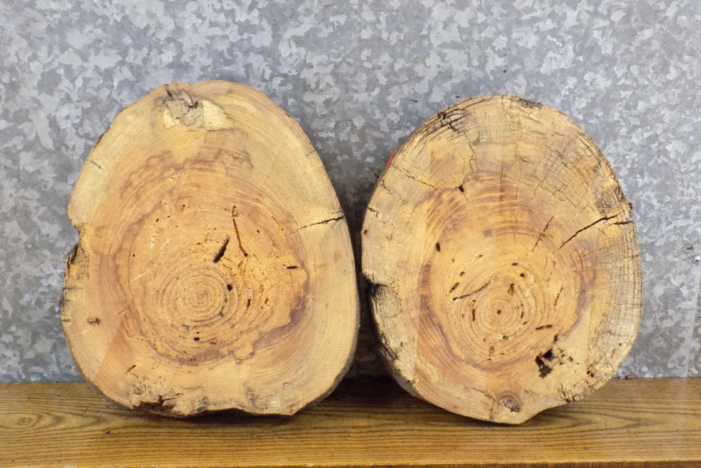 2- Natural Edge Round Cut Ash Centerpiece/Taxidermy Bases 6728-6729