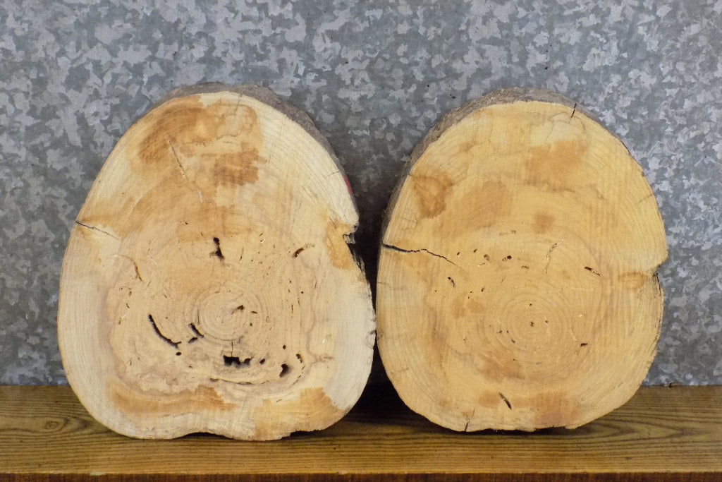 2- Natural Edge Round Cut Ash Centerpiece/Taxidermy Bases 6728-6729