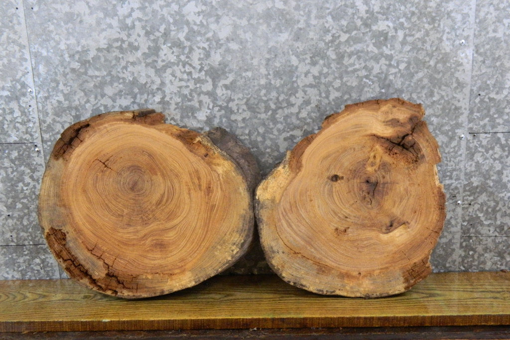 2- Rustic Live Edge Ash Round Cut Taxidermy Base 6753-6754