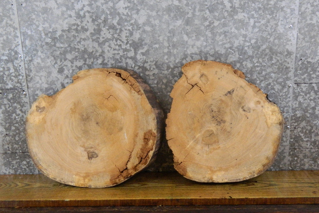 2- Rustic Live Edge Ash Round Cut Taxidermy Base 6753-6754