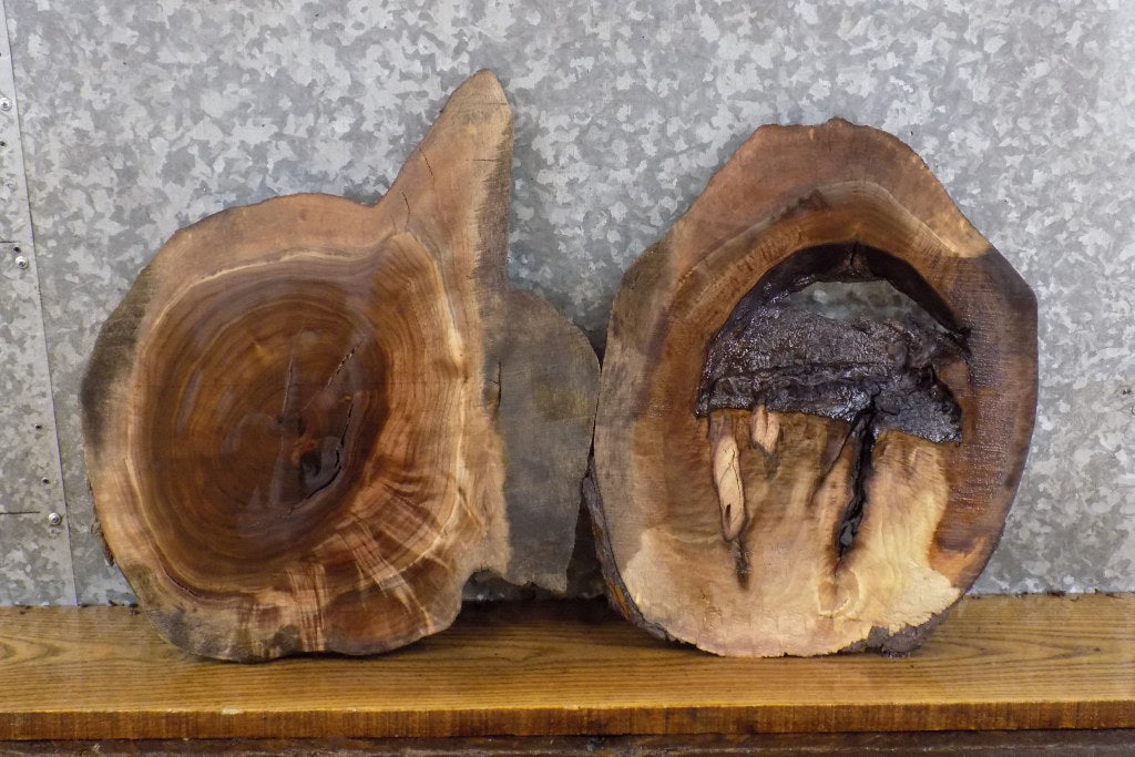 2- Rustic Round Cut Live Edge Black Walnut Epoxy Project Slabs 6761-6762