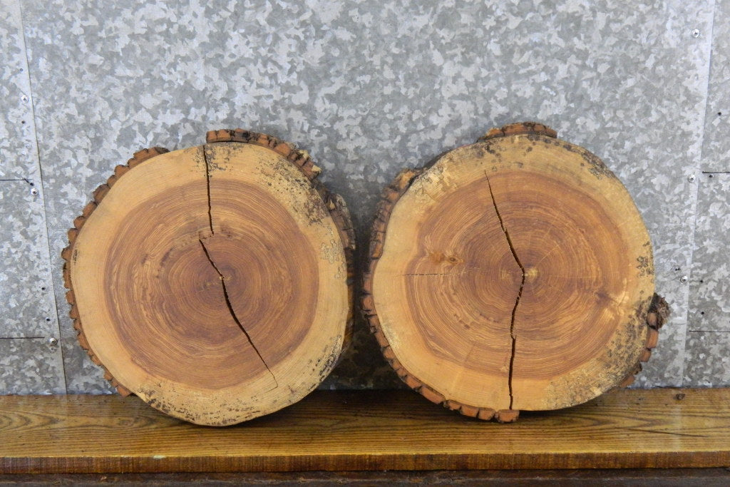 2- Reclaimed Live Edge Round Cut Ash Craft Pack Slabs 6781-6782