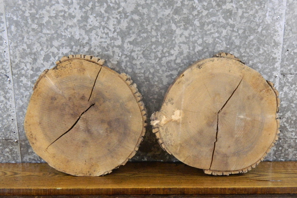 2- Reclaimed Live Edge Round Cut Ash Craft Pack Slabs 6781-6782