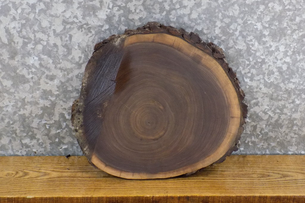 DIY Live Edge Black Walnut Round Cut Charcuterie Board/Slab 6806