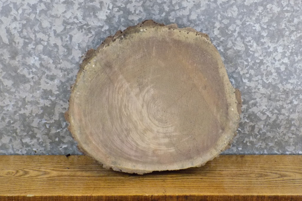 DIY Live Edge Black Walnut Round Cut Charcuterie Board/Slab 6806