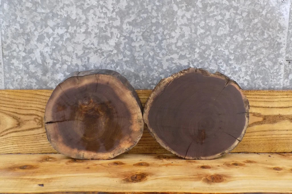 2- Live Edge Round Cut Black Walnut Taxidermy Mount Slabs 6841-6842