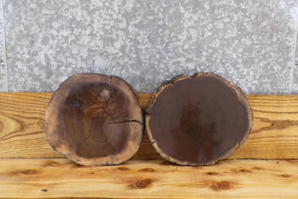 2- Live Edge Round Cut Black Walnut Taxidermy Mount Slabs 6841-6842