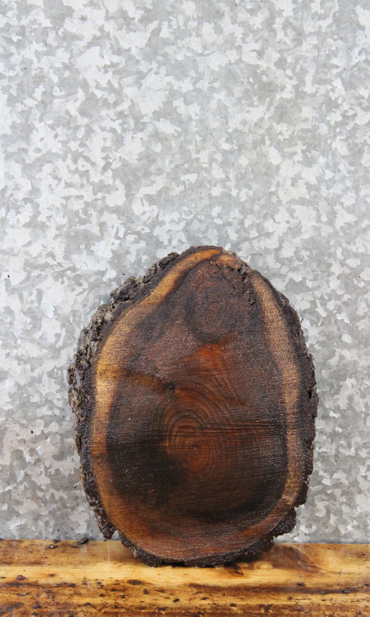 Live Edge Black Walnut Round Cut Tree Slice/Charcuterie Board 6890