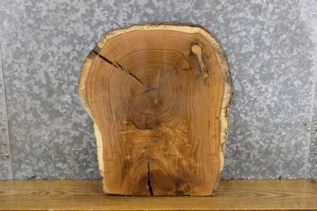 White Oak Live Edge Salvaged Round Cut End Table Top Slab 6897