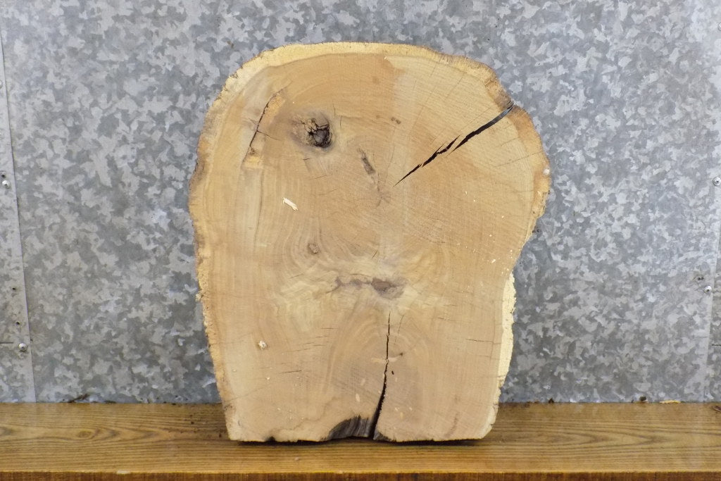 White Oak Live Edge Salvaged Round Cut End Table Top Slab 6897