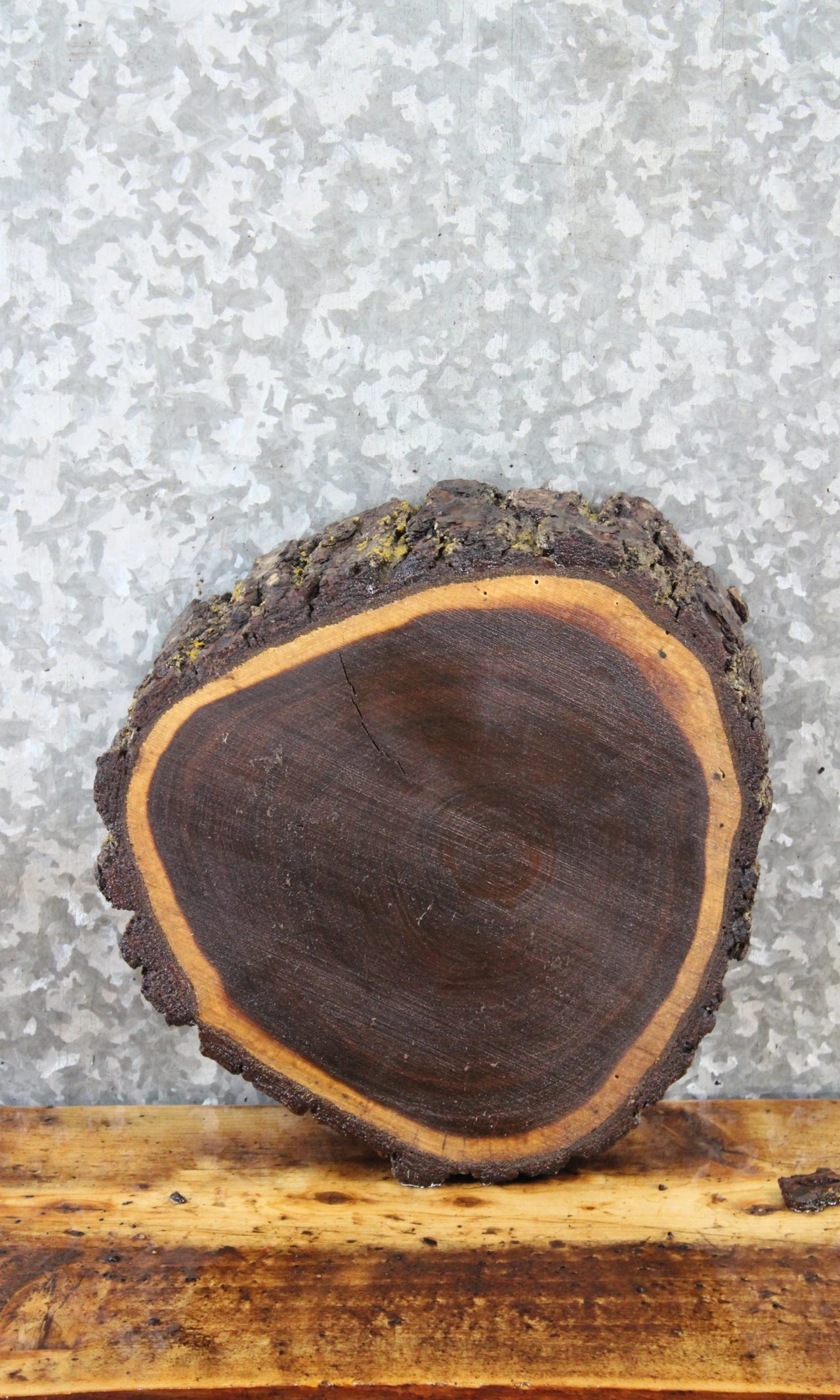 Live Edge Black Walnut Round Cut Tree Slice/Charcuterie Board 6900