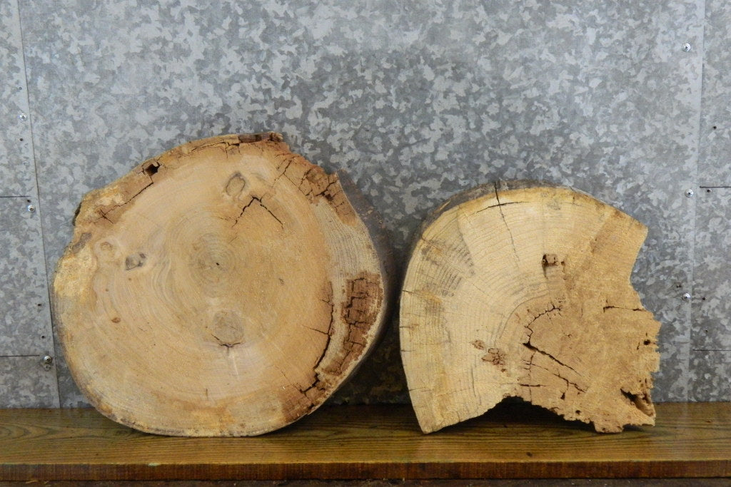 2- Reclaimed Round Cut Live Edge Ash Craft Wood Slabs 6923-6924