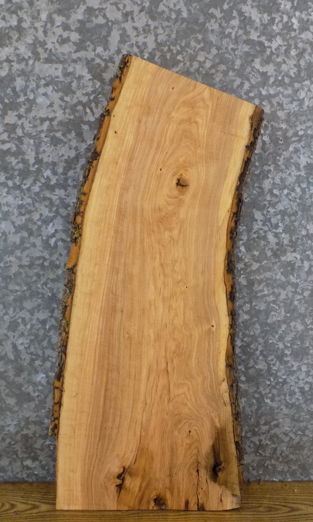 Salvaged Live Edge Bark Ash Accent/End/Entry Table Top Slab 7083